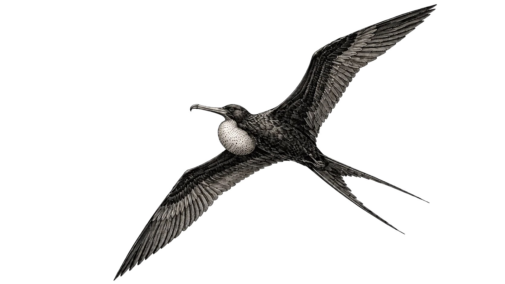 Engraved frigatebird in flight, the Antilles Software Company hero artwork